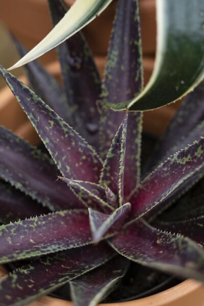 Image by Plantipp BV