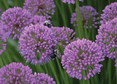 Allium Millennium