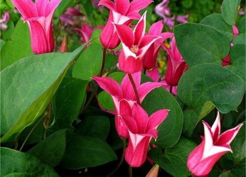 Clematis texensis Princess Diana