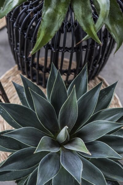 Image by Plantipp BV