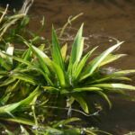 Stratiotes aloides - Foto Antica Pieve Piante Perenni