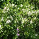 Salix rosmarinifolia - Foto pixabay.com