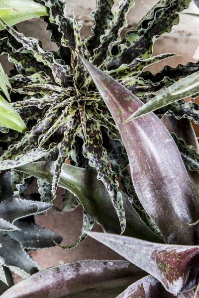 Image by Plantipp BV