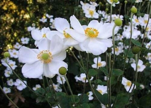 Anemone x Honorine Jobert