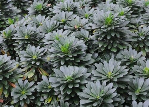 Euphorbia Amygdaloydes Robbiae