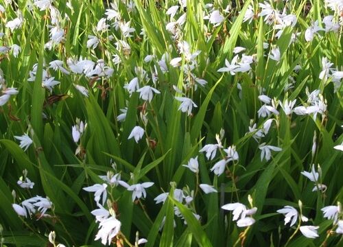 Liriope muscari Monroe White