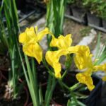 Iris pseudacorus - Foto Antica Pieve Piante Perenni