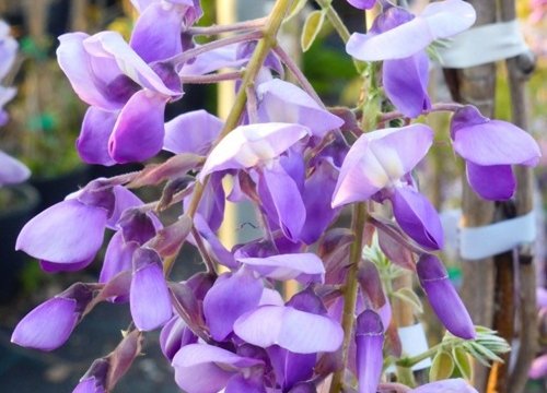 Wisteria brachybotrys Iko Yama Fuji