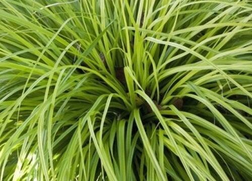Carex oshimensis Everillo