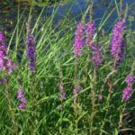 Lythrum salicaria - Foto Antica Pieve Piante Perenni