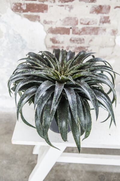 Image by Plantipp BV