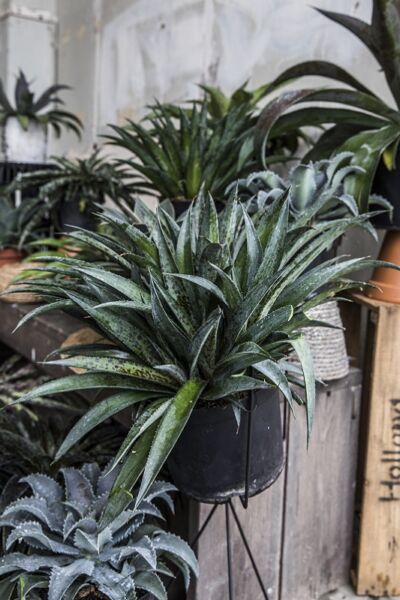 Image by Plantipp BV