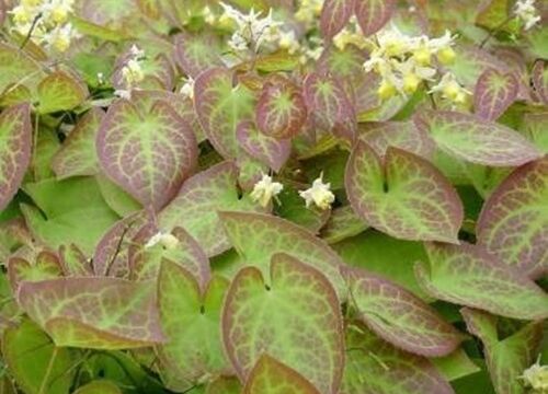 Epimedium versicolor sulphureum