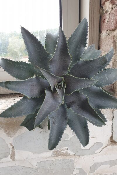 Image by Plantipp BV