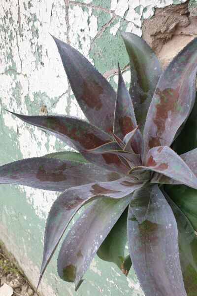 Image by Plantipp BV