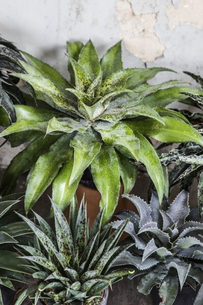 Image by Plantipp BV