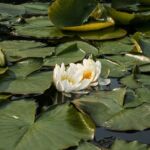 Numphaea alba - Foto pixabay.com