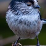 Codibugnolo - pixabay.com