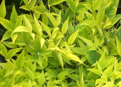 Nandina domestica Lemon Lime