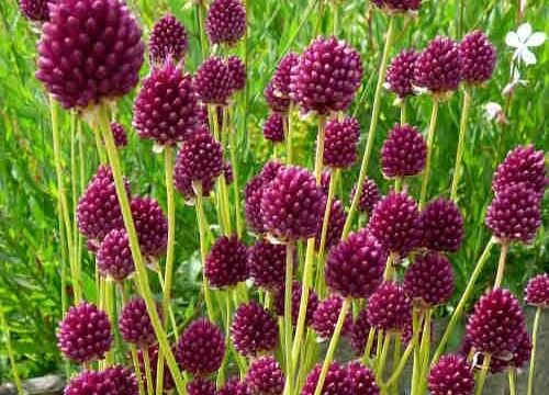 Allium Sphaerocephalo