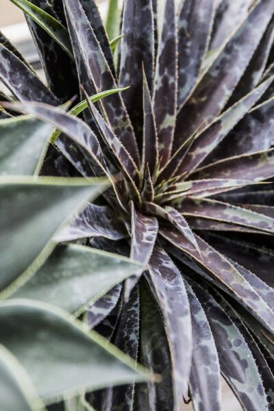 Image by Plantipp BV