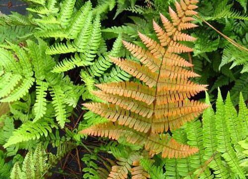 Dryopteris erythrosora affinis