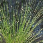 Juncus effusus - Foto Antica Pieve Piante Perenni