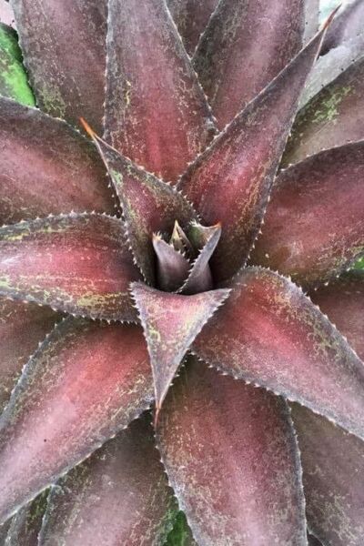 Image by Plantipp BV